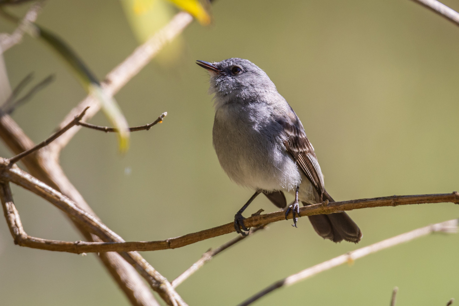 image Sooty Tyrannulet
